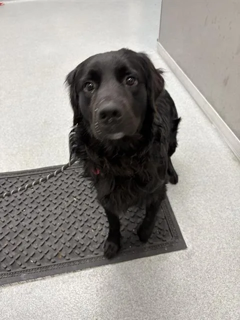 A young large-sized male Golden Retriever dog named Knox for adoption in Indianapolis, IN