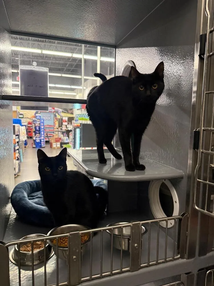 A young medium-sized female Black Domestic Short Hair cat named Cinder And Ella for adoption in Breinigsville, PA