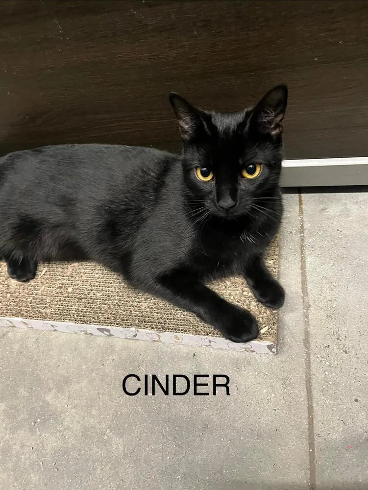 Cinder And Ella thumbnail 2