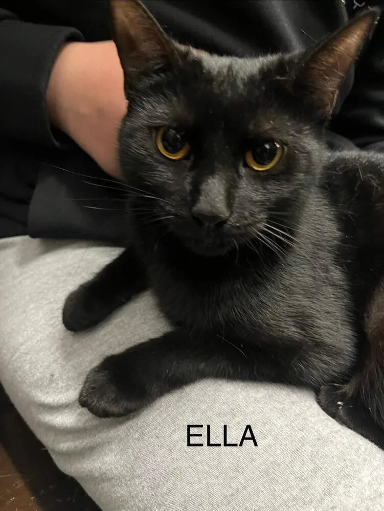 Cinder And Ella thumbnail 4
