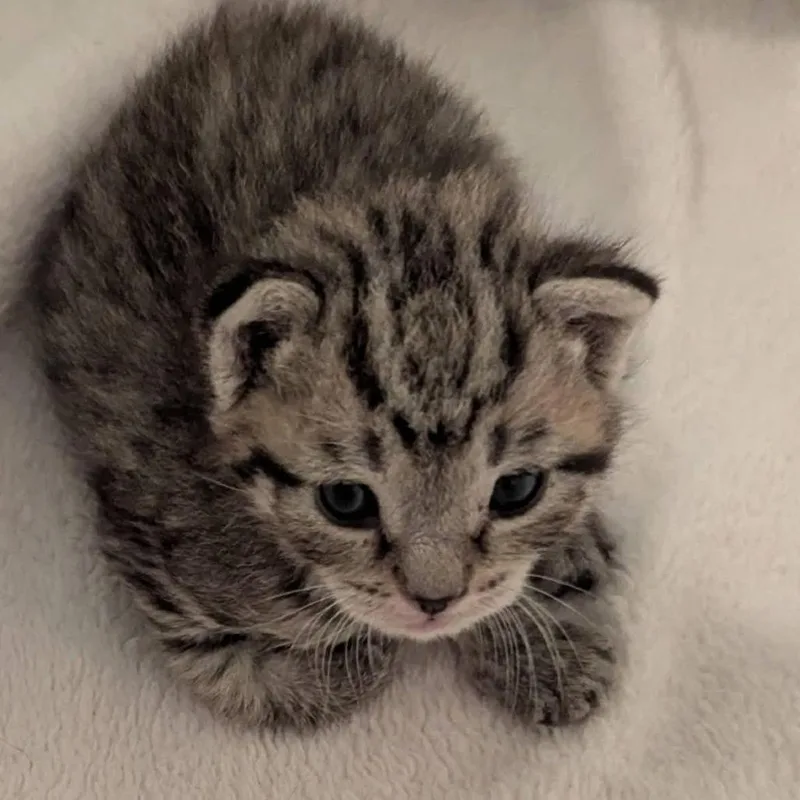 A baby small-sized male Gray / Blue / Silver Domestic Short Hair cat named Puddles for adoption in Lake Panasoffkee, FL