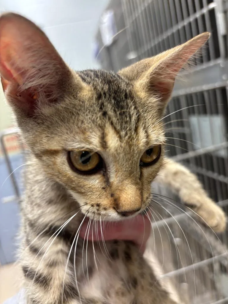 A baby medium-sized male Domestic Short Hair cat named Hank for adoption in Belton, TX