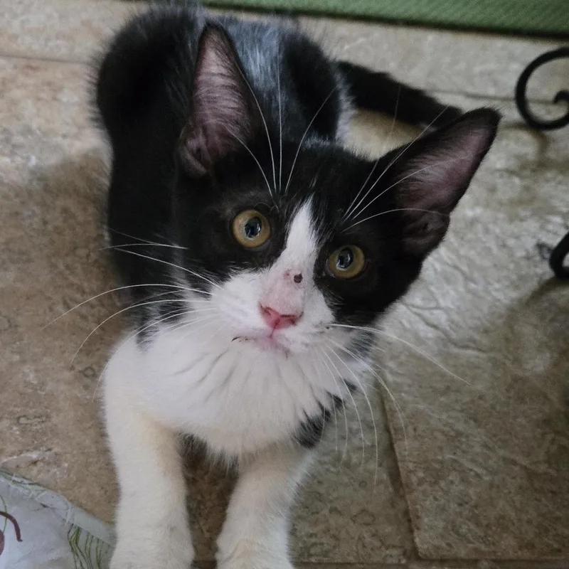 A baby small-sized male Black Domestic Short Hair cat named Dwight Yoakam for adoption in Houston, TX