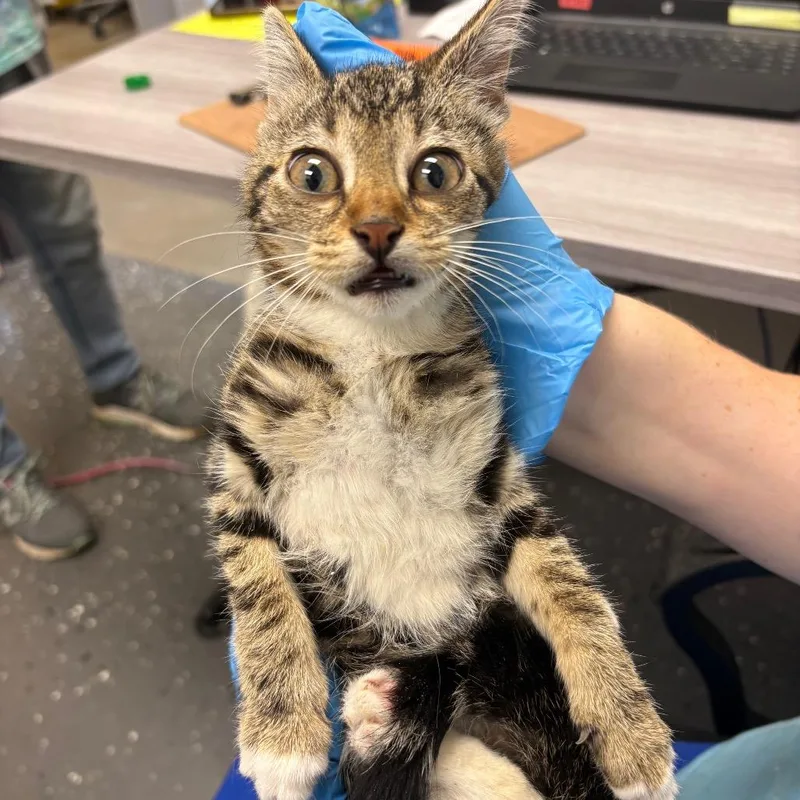 A baby small-sized male Brown / Chocolate Domestic Short Hair cat named Fractious Fredrick for adoption in Columbiana, AL