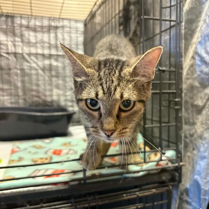 A young small-sized female Brown / Chocolate Domestic Short Hair cat named Blythe for adoption in Stephenville, TX