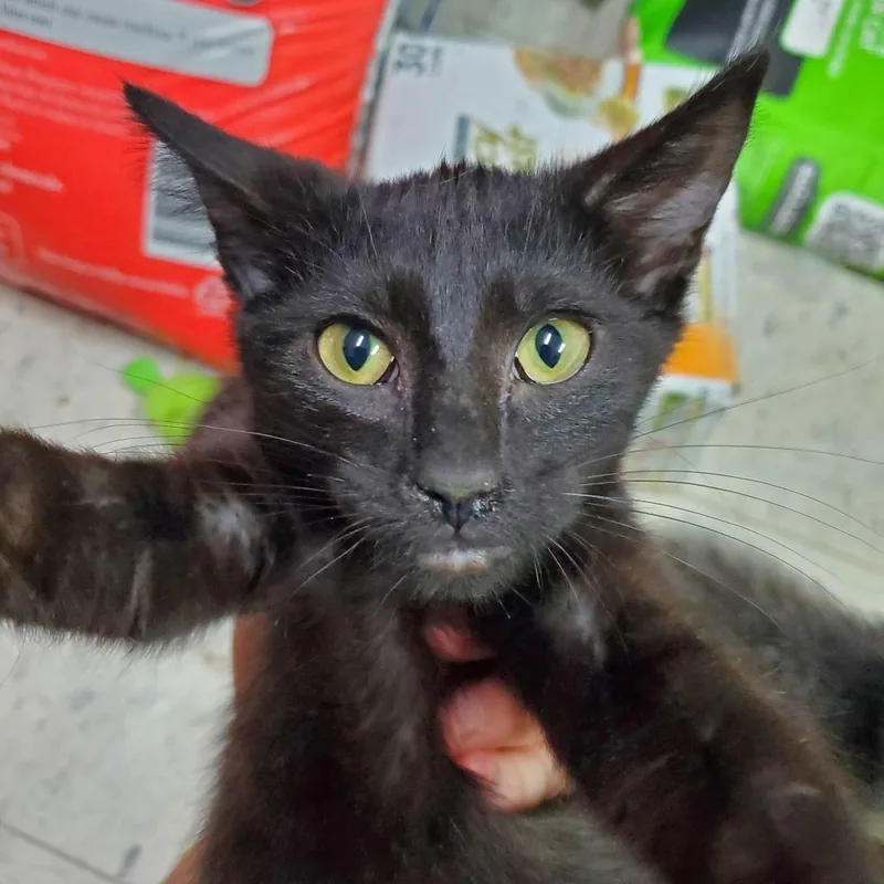 A baby small-sized male Black Domestic Short Hair cat named Purrscuitto for adoption in Melrose, FL