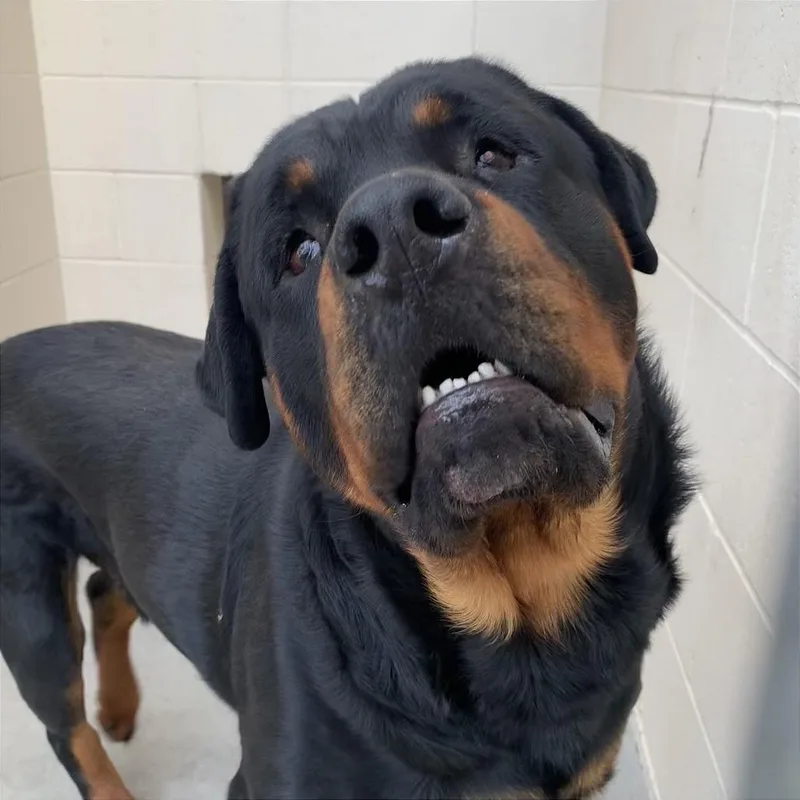 An adult extra large-sized male Rottweiler dog named Poca for adoption in Reno, NV