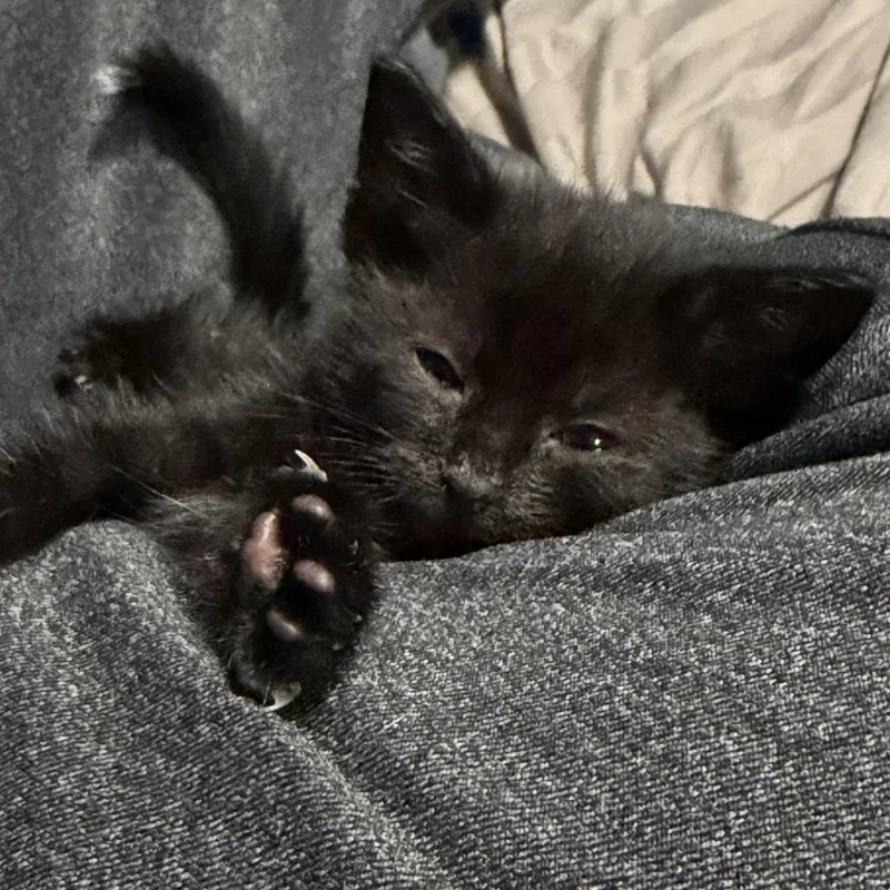 A baby small-sized female American Shorthair cat named Sapphire for adoption in Oceanside, NY