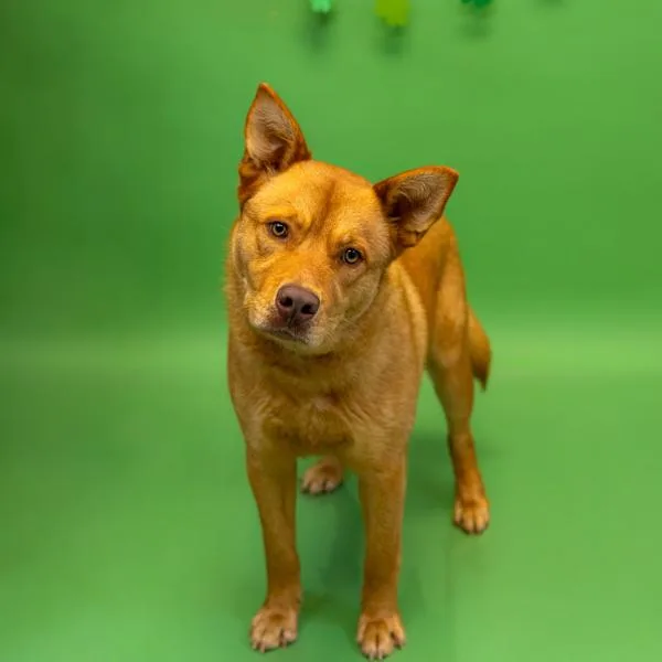 Pen  Becker thumbnail 2