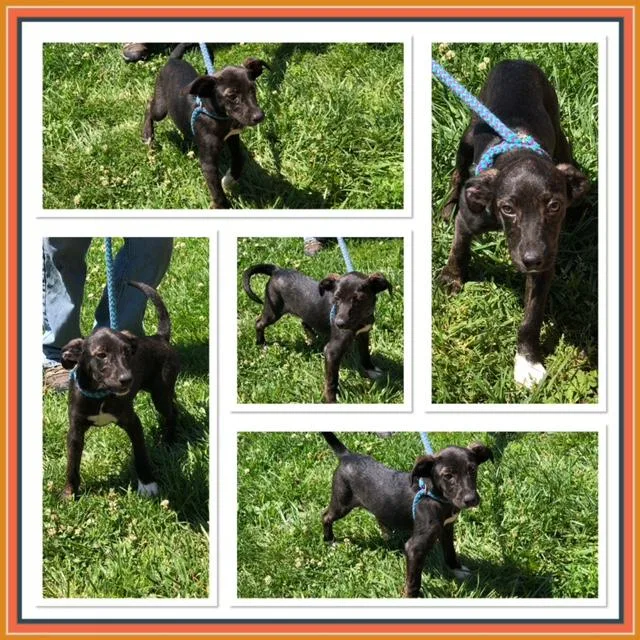 A baby medium-sized male Brindle Australian Cattle Dog / Blue Heeler dog named Jagger for adoption in Buckhannon, WV
