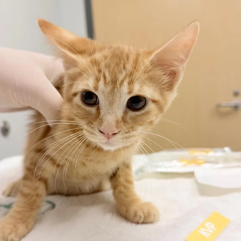 A baby small-sized female Orange / Red Domestic Short Hair cat named Snooze for adoption in Jacksonville, FL
