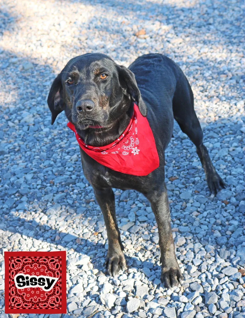 A young medium-sized female Hound dog named Sissy Local for adoption in Wakefield, RI
