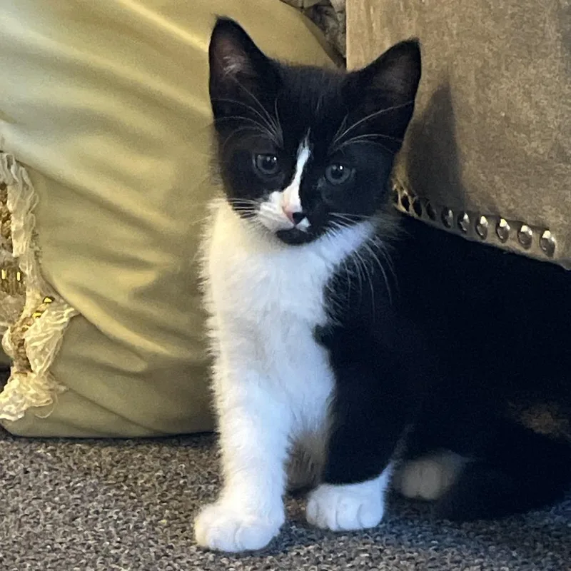 A baby small-sized male Black Domestic Short Hair cat named Hope for adoption in Rochester, MN