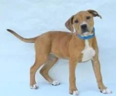 A young large-sized female Hound dog named Rara for adoption in Kansas City, MO