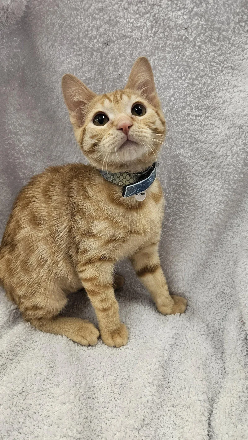 A baby medium-sized male Orange / Red Domestic Short Hair cat named Flint for adoption in Antioch, CA