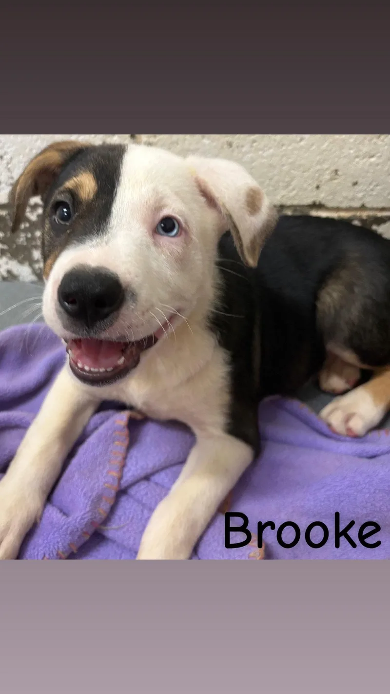 Brooke