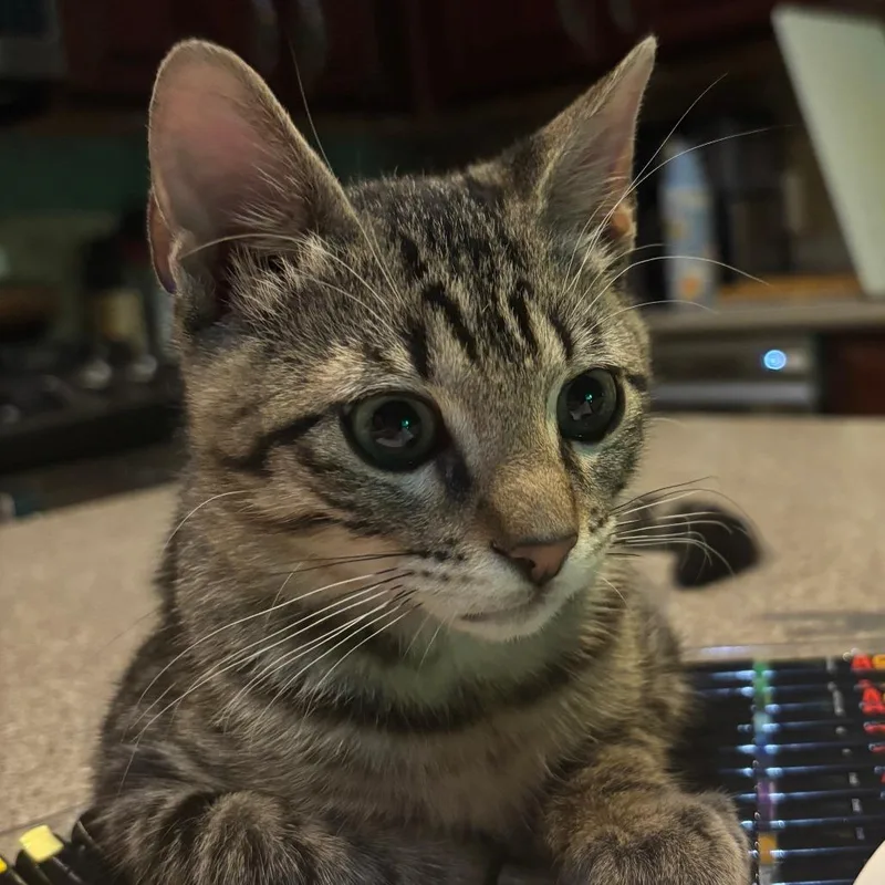 A young medium-sized male Brown / Chocolate Domestic Short Hair cat named Motoki for adoption in Boerne, TX