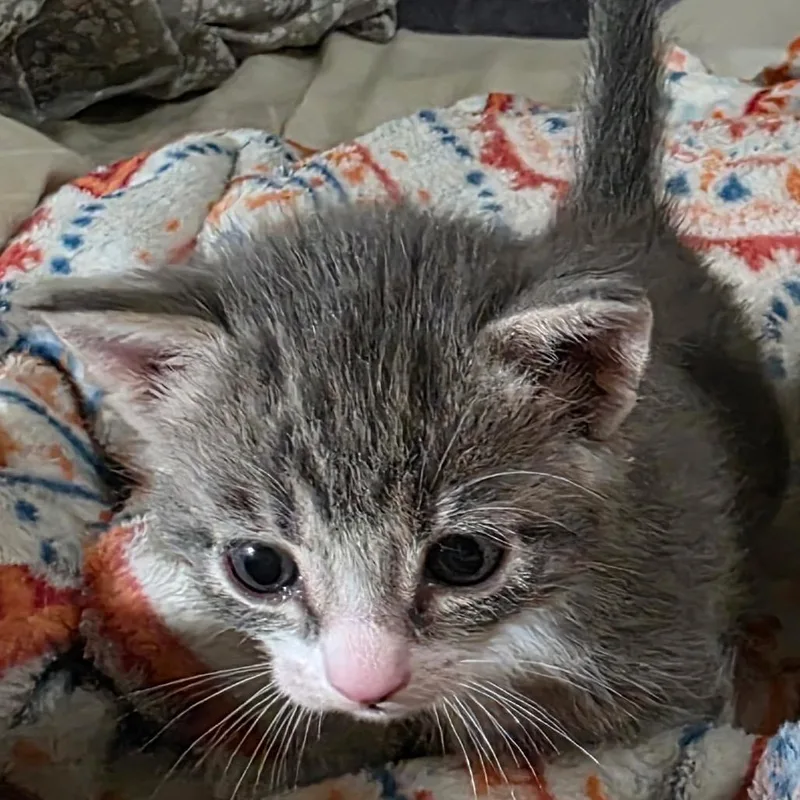 A baby small-sized male Gray / Blue / Silver Domestic Short Hair cat named Tucker for adoption in Long Beach, CA
