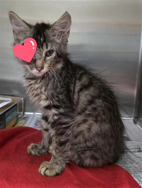 A baby small-sized male Domestic Short Hair cat named Valley for adoption in San Antonio, TX