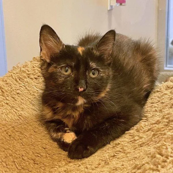A baby medium-sized female Domestic Short Hair cat named Hilda for adoption in Walnut Creek, CA