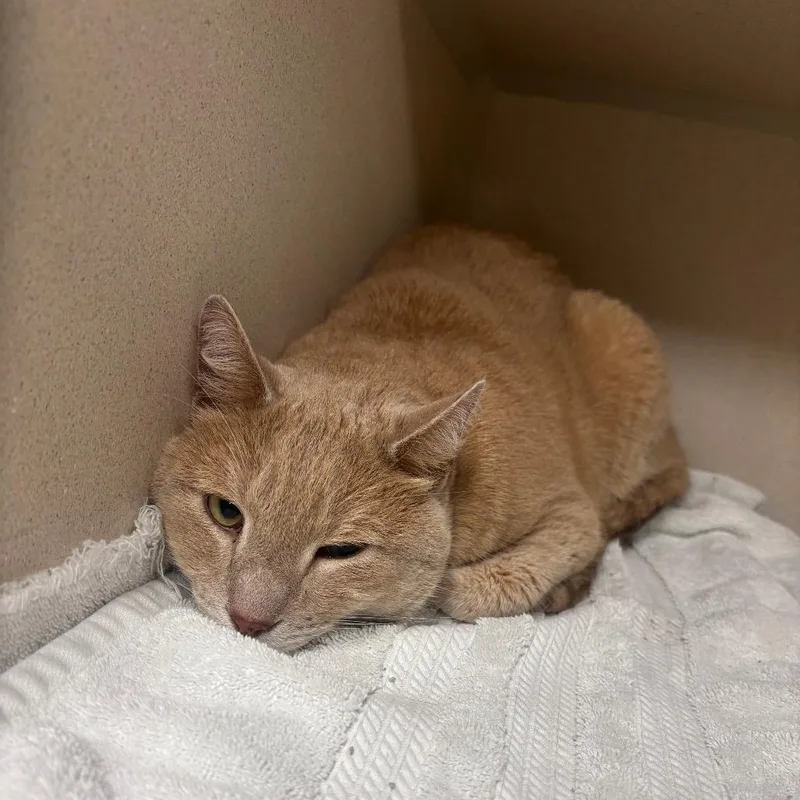 An adult large-sized male Buff / Tan / Fawn Domestic Short Hair cat named Ren for adoption in Hamburg, NY