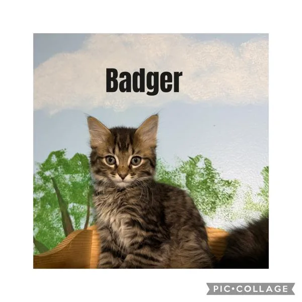 A baby small-sized male Domestic Long Hair cat named Badger for adoption in Canton, GA