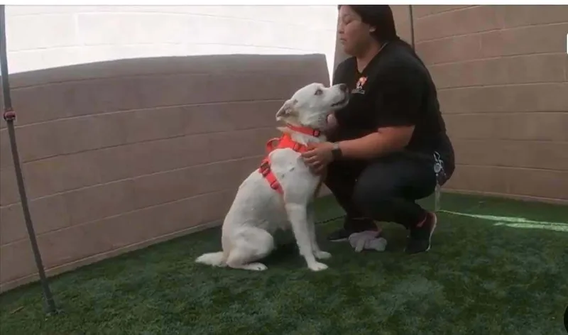 Simon The Cool Husky