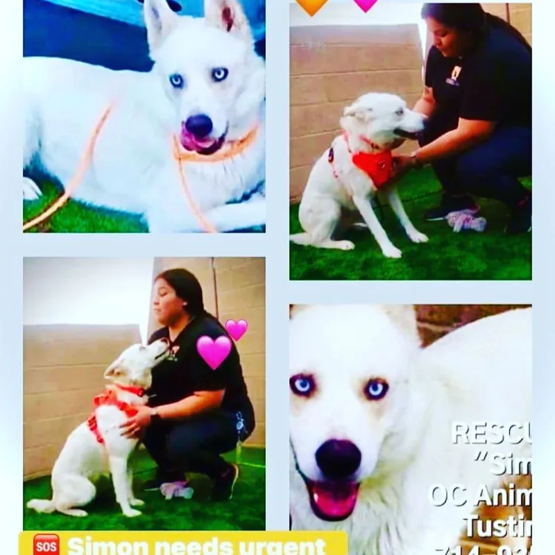 Simon The Cool Husky thumbnail 2