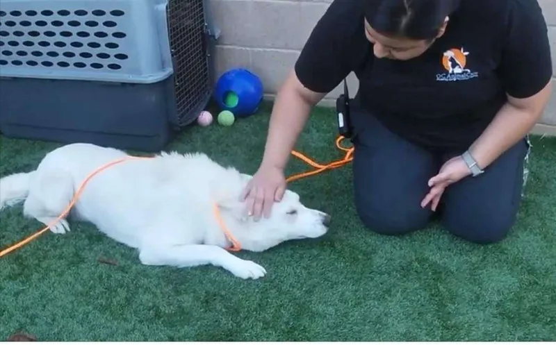 Simon The Cool Husky thumbnail 3