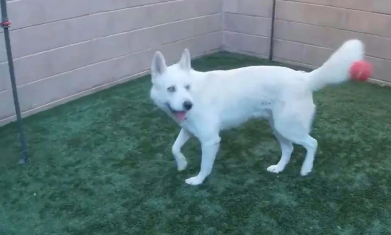 Simon The Cool Husky thumbnail 4