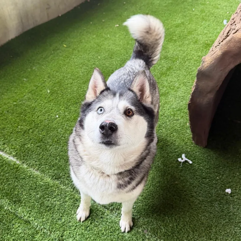 An adult medium-sized female Siberian Husky dog named Vela for adoption in Los Angeles, CA