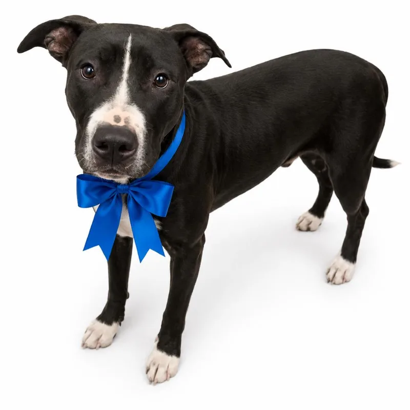 A young large-sized male Black Mixed Breed dog named Flint for adoption in Columbiana, AL