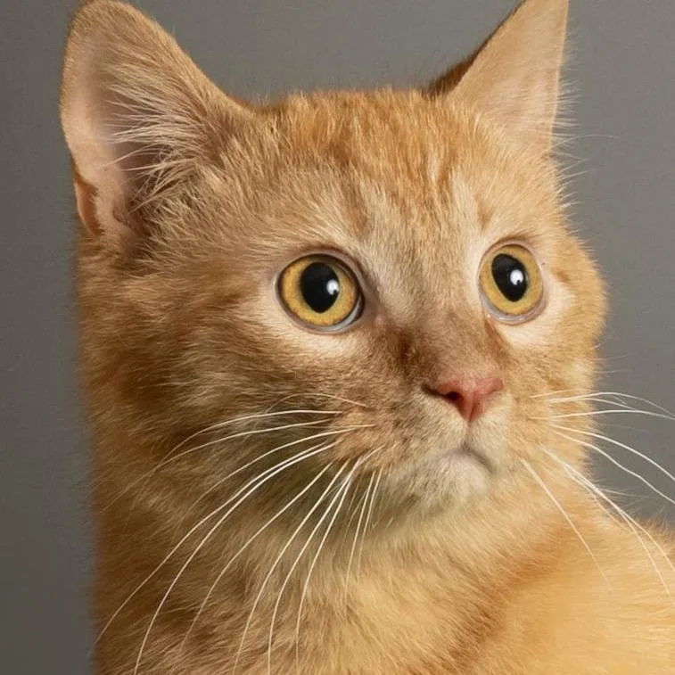 An adult large-sized male Orange / Red Domestic Short Hair cat named Colby for adoption in Tipton, IN