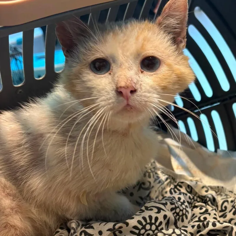 A senior medium-sized male White Domestic Medium Hair cat named Goober for adoption in Huntington, WV