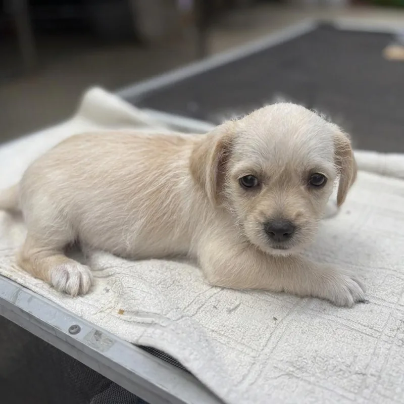 A baby small-sized male White / Cream Terrier dog named S'mores for adoption in San Diego, CA