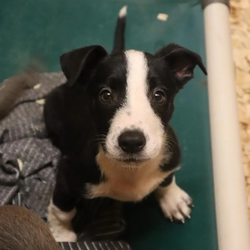 A baby small-sized female Black Mixed Breed dog named Jaylynn for adoption in Waukesha, WI