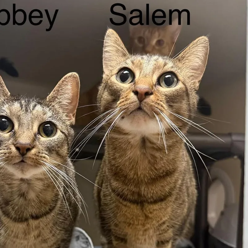 An adult small-sized male Domestic Short Hair cat named Salem for adoption in Caryville, TN