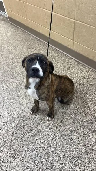 A young medium-sized male Brindle Boxer dog named Baker for adoption in Fort Payne, AL