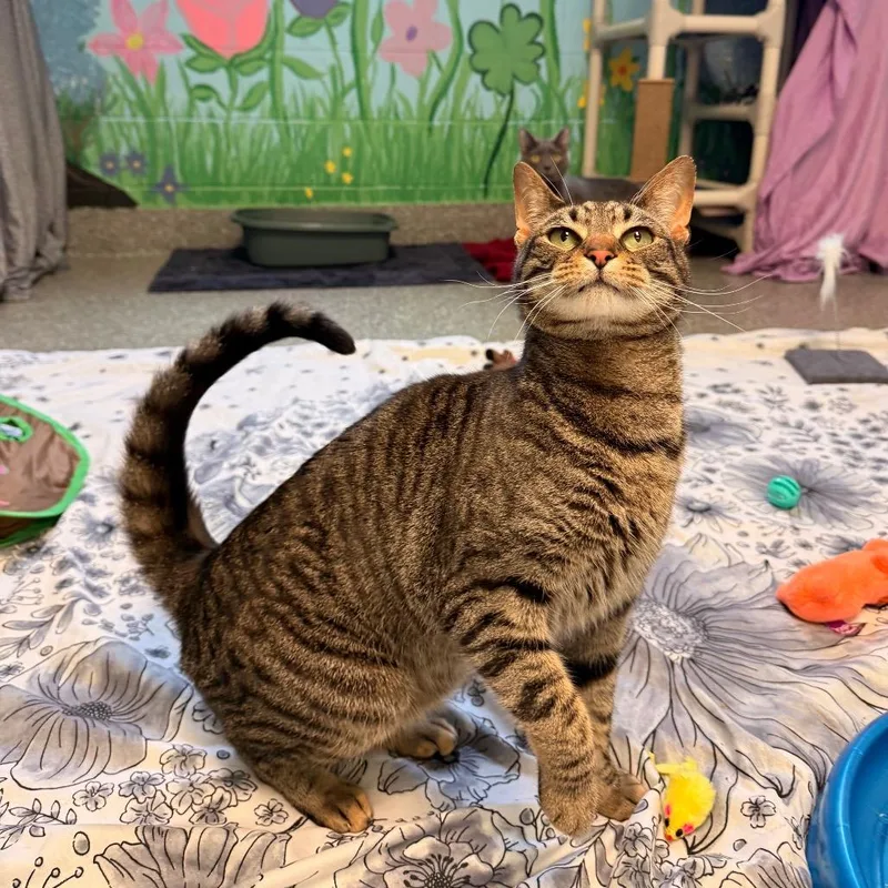 An adult small-sized male Brown / Chocolate Domestic Short Hair cat named October for adoption in Hendersonville, NC