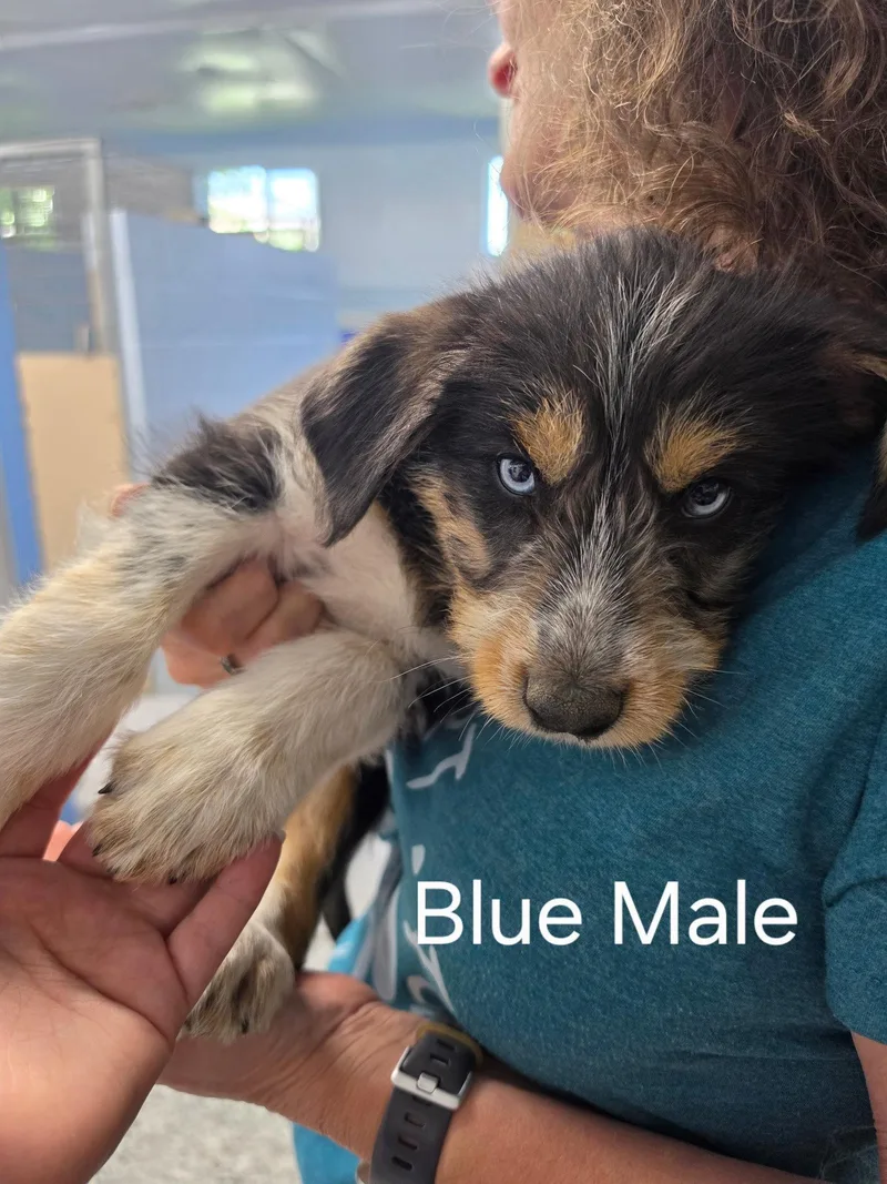 Puppy Blue Collar