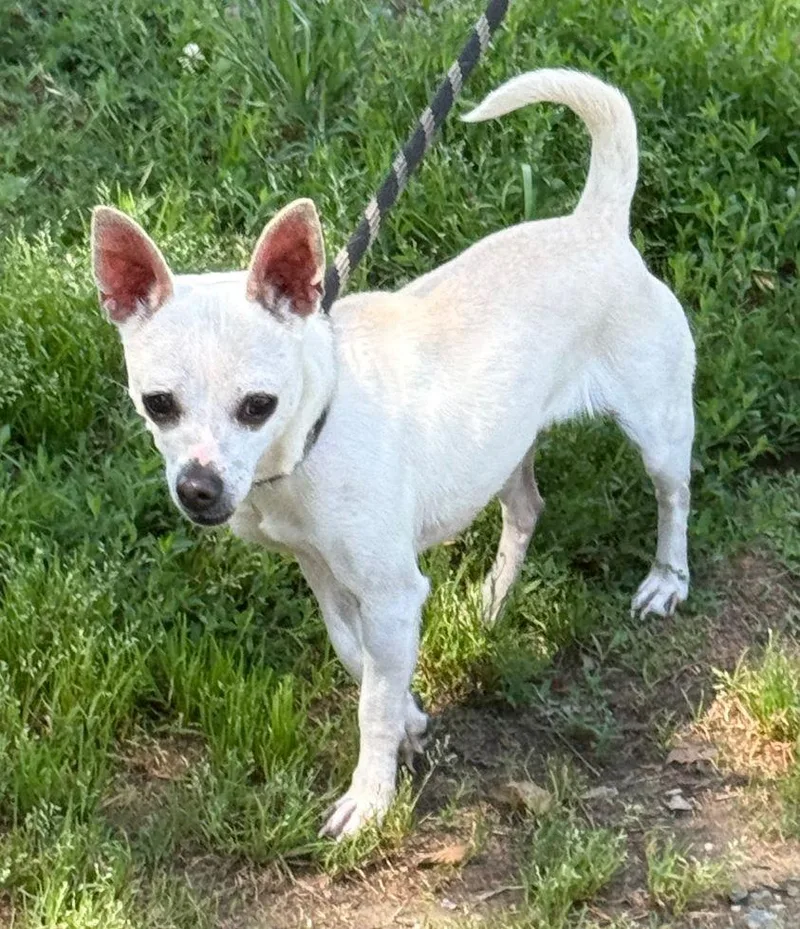 A young small-sized female Chihuahua dog named Moxie for adoption in Staley, NC