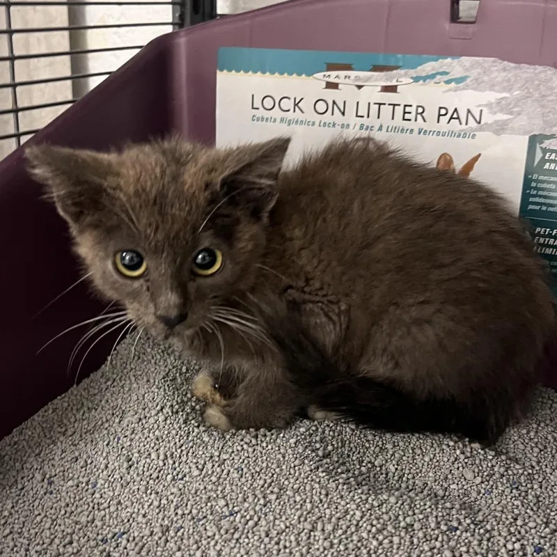 A baby small-sized female Gray / Blue / Silver Domestic Short Hair cat named ElviraC for adoption in East Saint Louis, IL