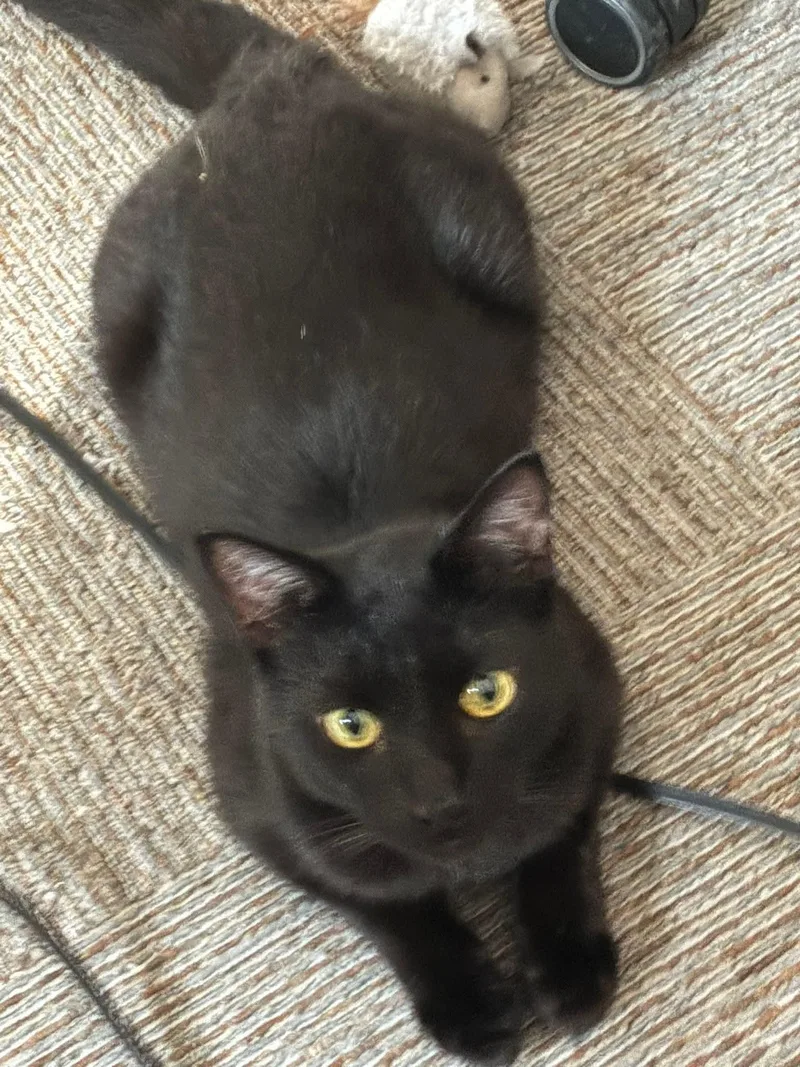 A young medium-sized male Domestic Short Hair cat named Slate for adoption in West Lafayette, IN