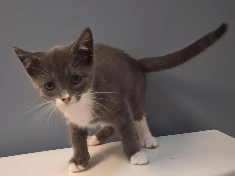 A baby small-sized female Gray & White Domestic Short Hair cat named Margie for adoption in Greensboro, NC