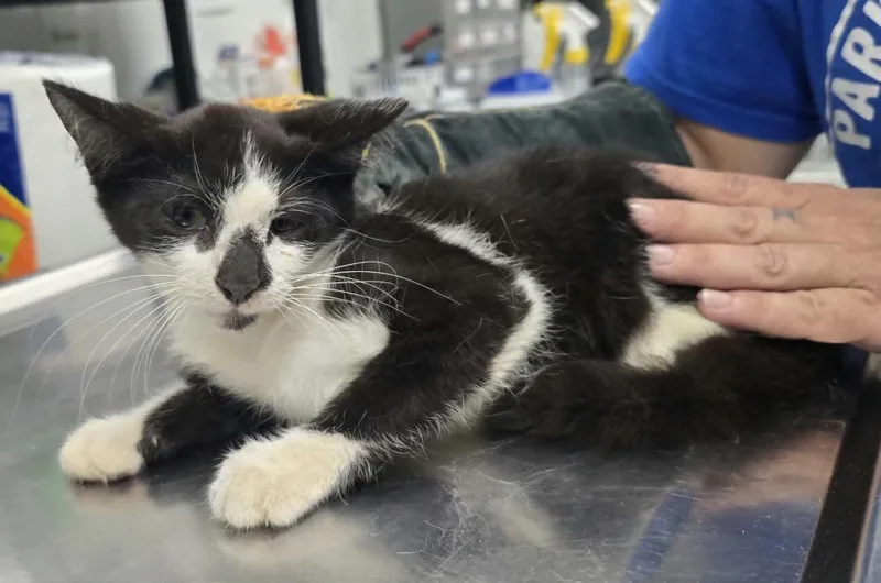 A baby small-sized male Domestic Short Hair cat named Spicie for adoption in Hillsdale, IN