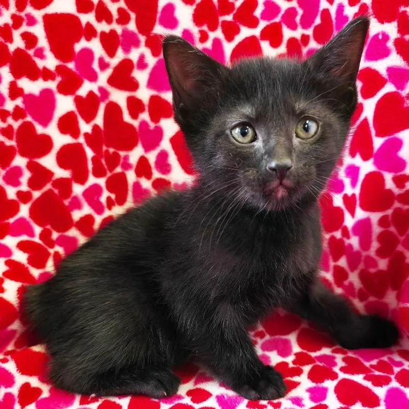 A baby small-sized male Black Domestic Short Hair cat named Hammerhead for adoption in Mount Juliet, TN