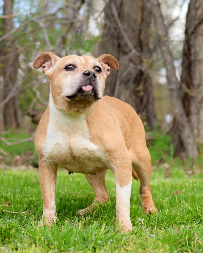 An adult medium-sized female Apricot / Beige American Bully dog named Petunia for adoption in Bridgeport, CT