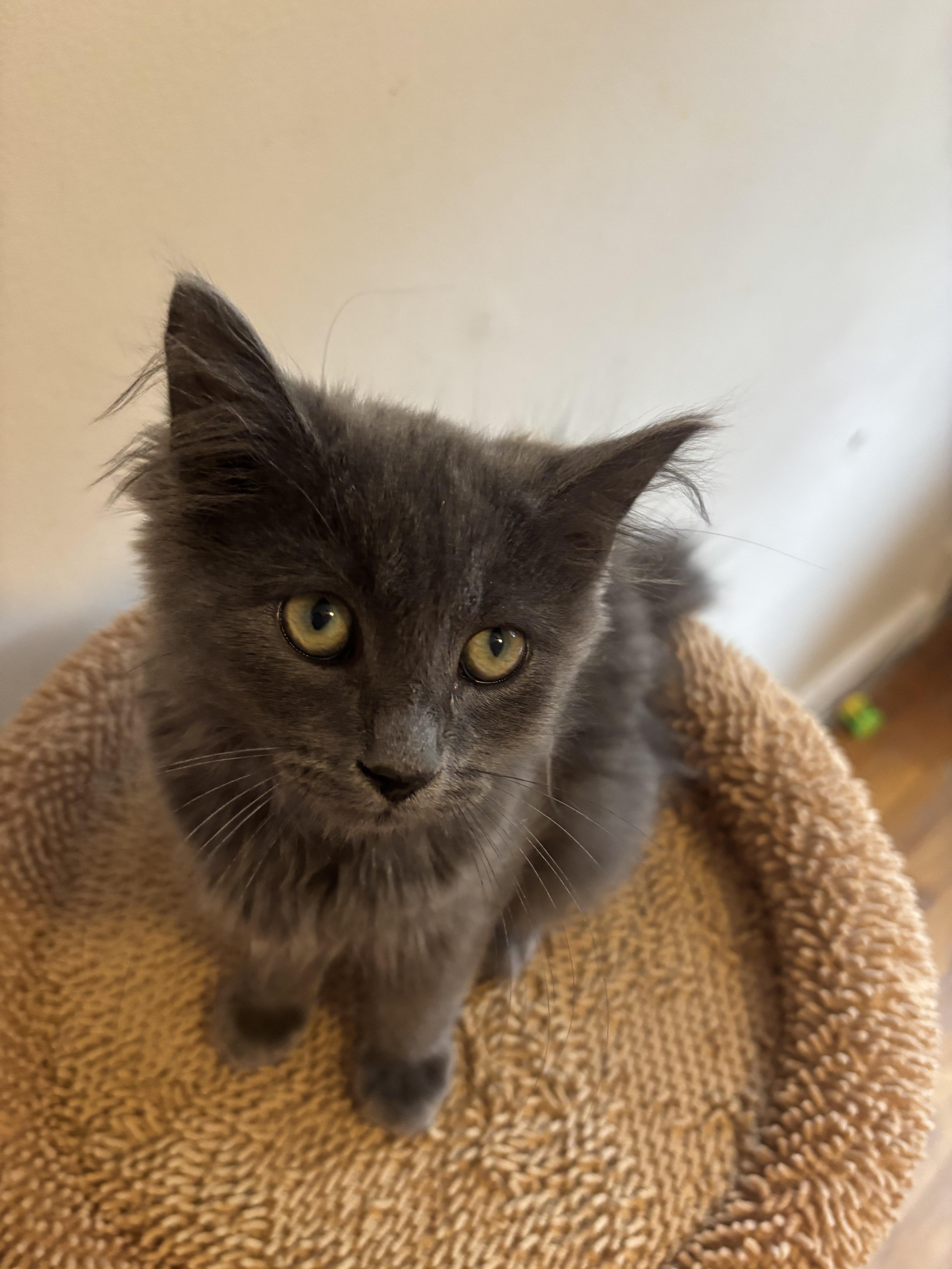 A baby small-sized male Domestic Medium Hair cat named Dapper for adoption in Bethel Park, PA