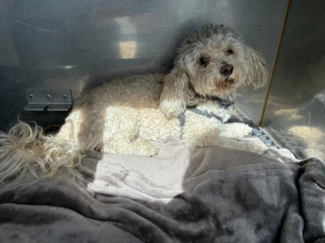 An adult small-sized male Poodle dog named Wolfy for adoption in Chatsworth, CA