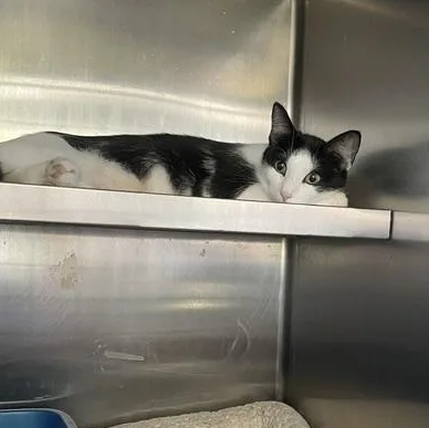 A young medium-sized female Black Domestic Short Hair cat named Princess for adoption in Attleboro, MA
